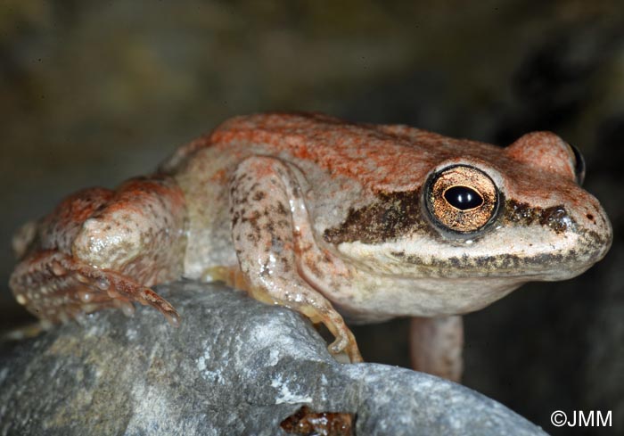 Rana pyrenaica : Grenouille des Pyrnes