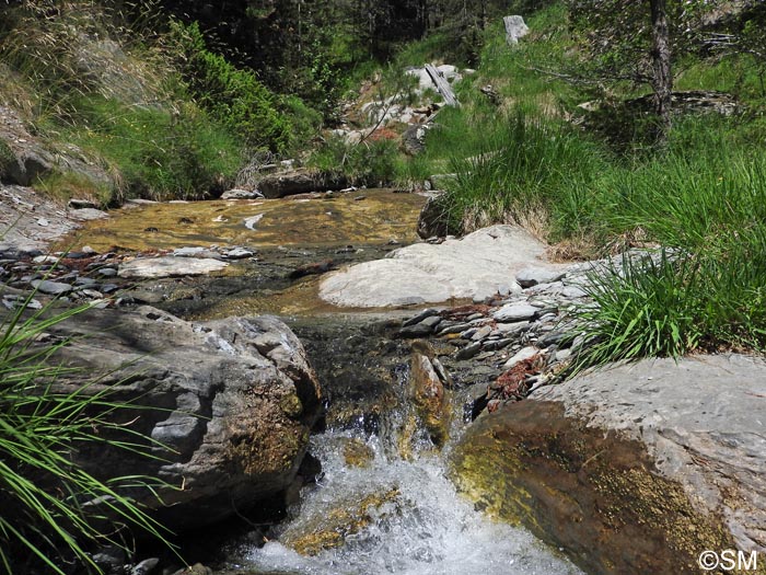 Site  calotritons des Pyrnes et  grenouilles des Pyrnes