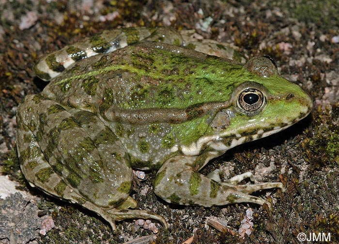 Rana ridibunda = Pelophylax ridubundus