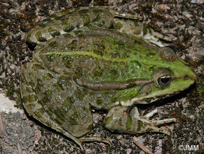 Rana ridibunda = Pelophylax ridubundus