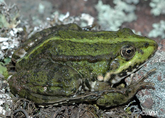 Rana ridibunda = Pelophylax ridubundus