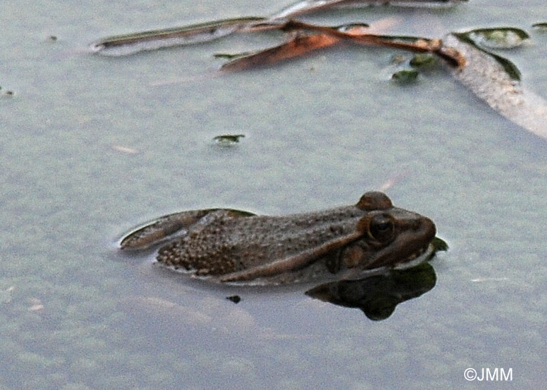 Grenouille du Sahara : Rana saharica