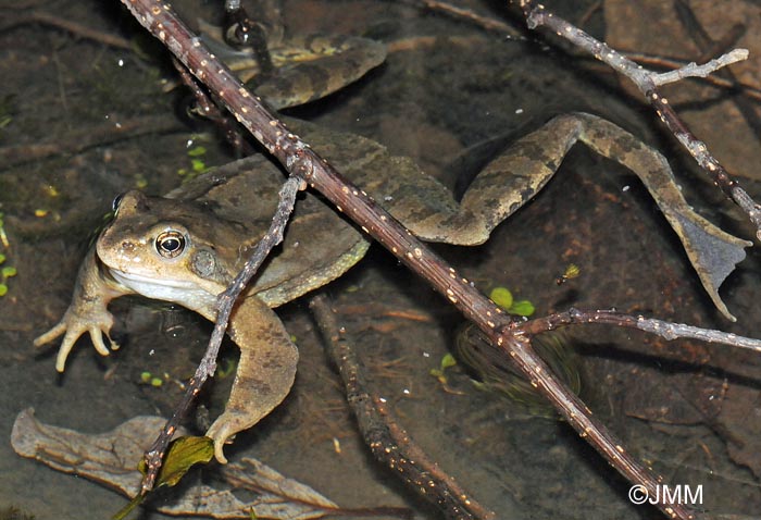 Rana temporaria