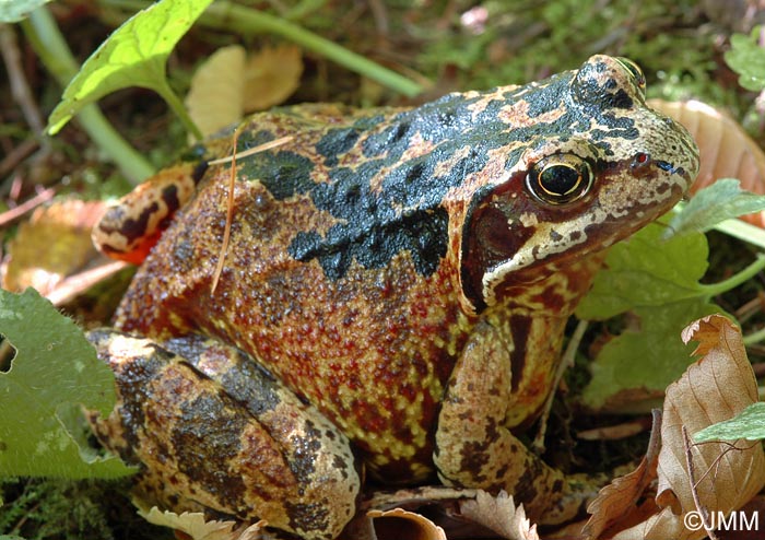 Rana temporaria