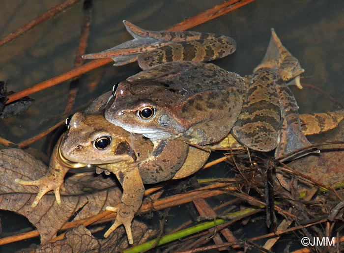 Rana temporaria