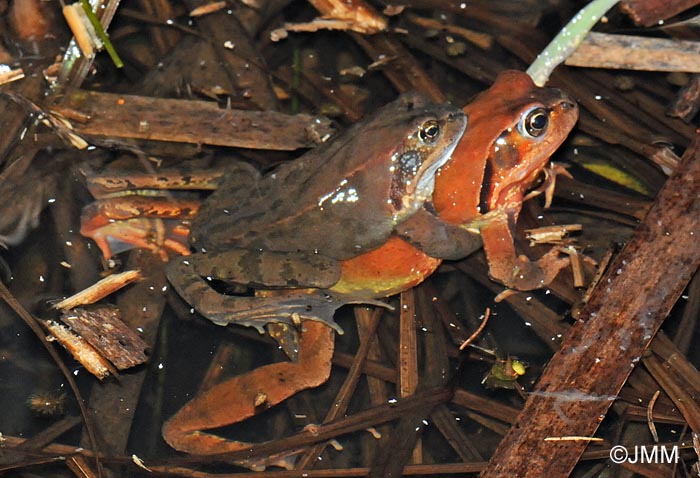 Rana temporaria