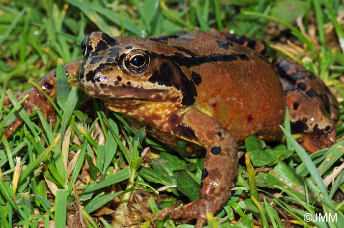 Rana temporaria