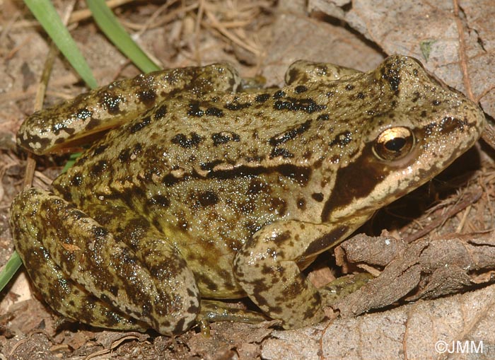 Rana temporaria