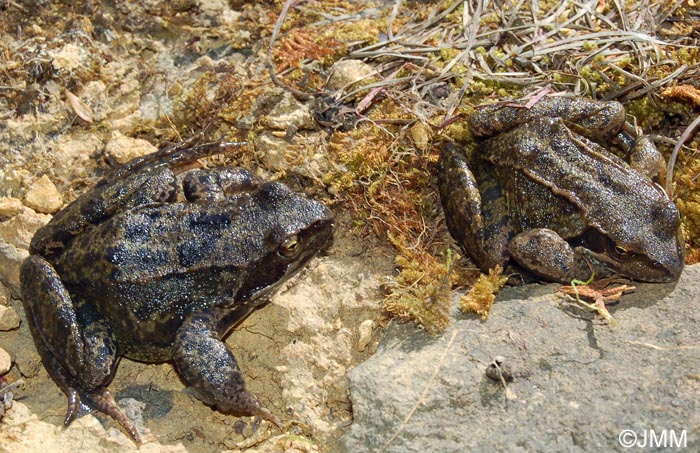 Rana temporaria