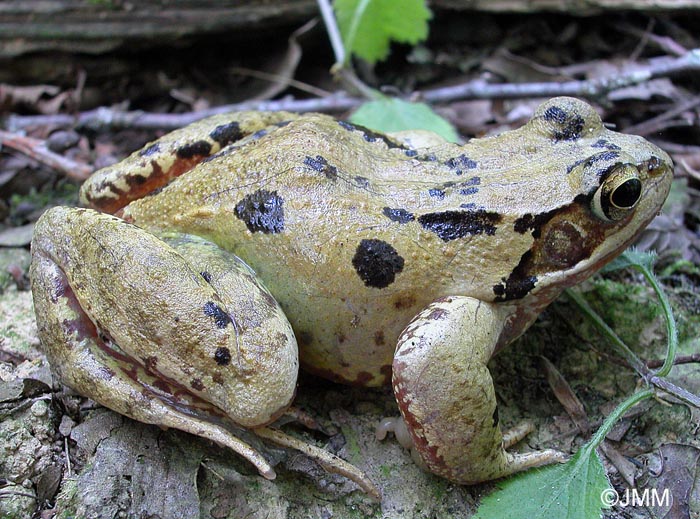 Rana temporaria