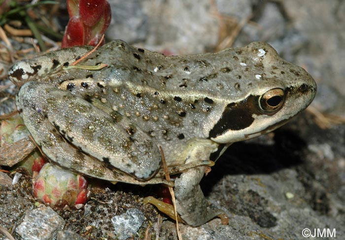 Rana temporaria honnorati