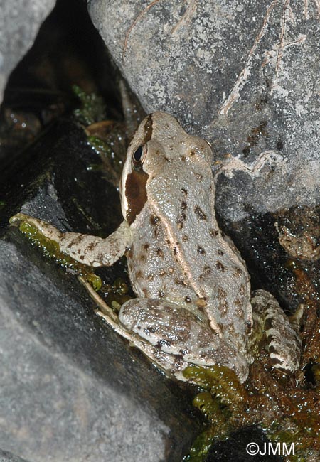 Rana temporaria honnorati