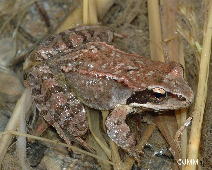 Rana temporaria honnorati