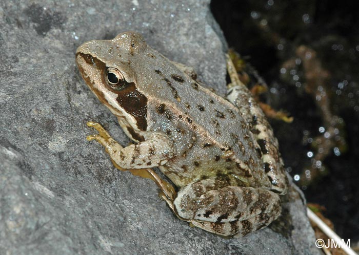 Rana temporaria honnorati