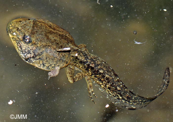 Rana temporaria honnorati