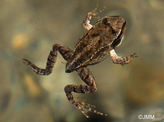 Rana temporaria honnorati