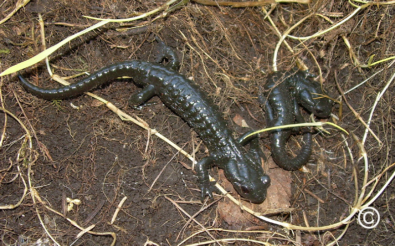 Salamandre noire