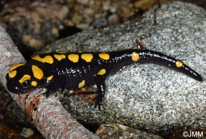 Salamandra corsica : Salamandre de Corse