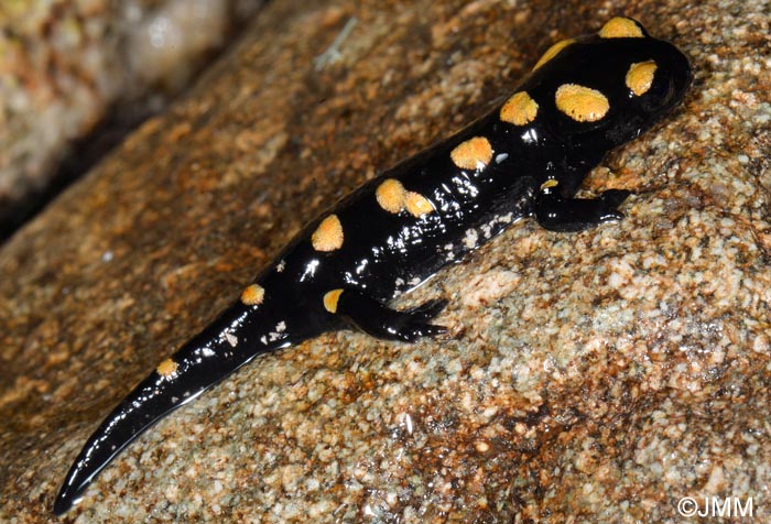 Salamandra corsica : Salamandre de Corse