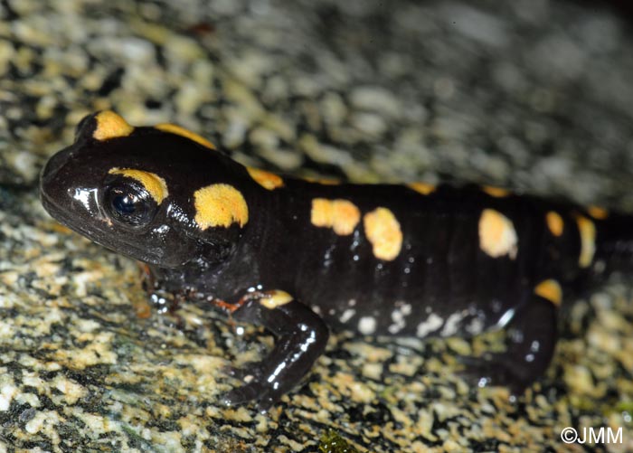 Salamandra corsica : Salamandre de Corse