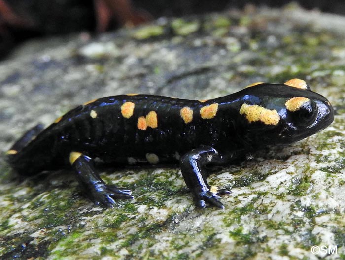 Salamandra corsica : Salamandre de Corse