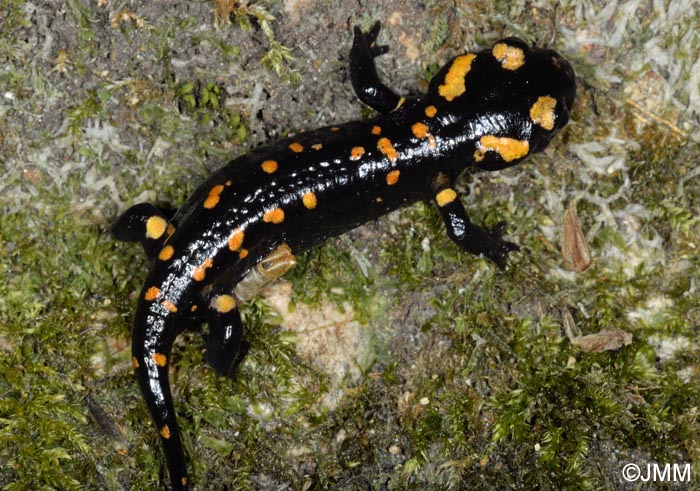 Salamandra corsica : Salamandre de Corse