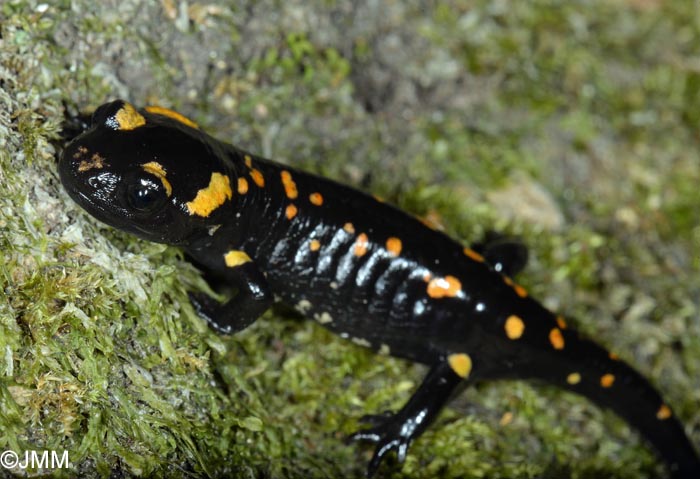 Salamandra corsica : Salamandre de Corse