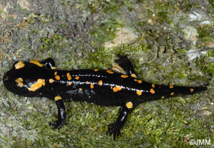 Salamandra corsica : Salamandre de Corse