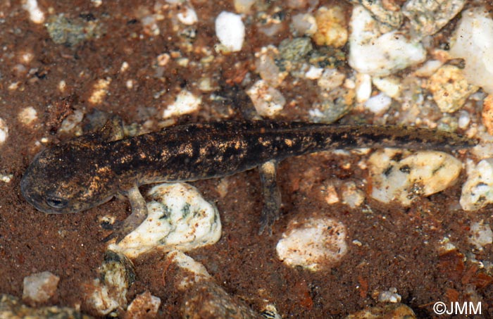 Salamandra corsica : Salamandre de Corse