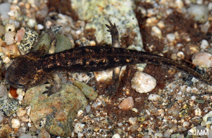 Salamandra corsica : Salamandre de Corse