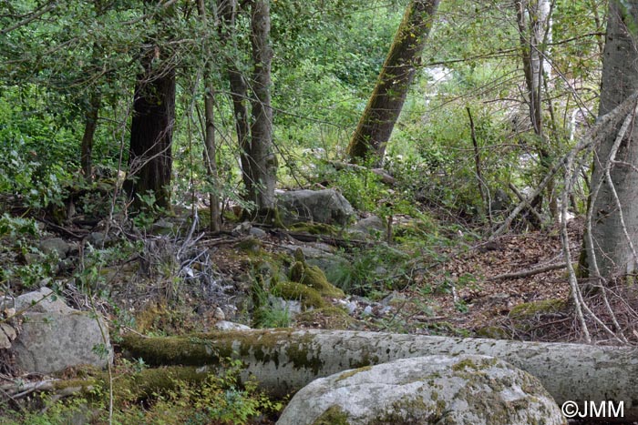 Salamandra corsica : biotope