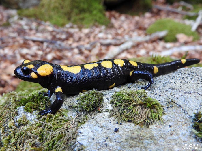 Salamandra corsica : Salamandre de Corse