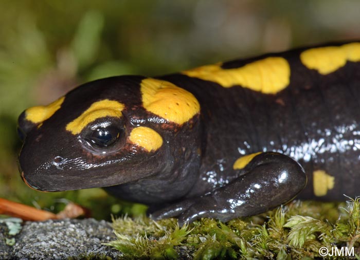 Salamandra corsica : Salamandre de Corse