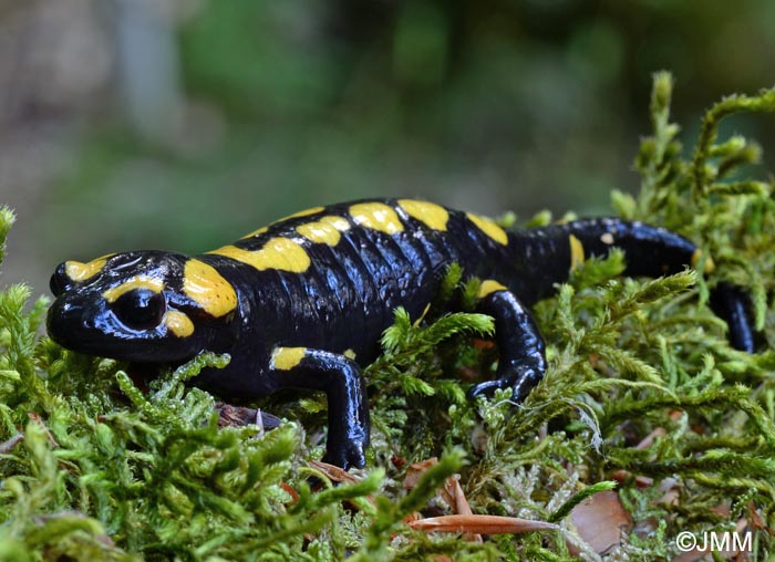 Salamandra corsica : Salamandre de Corse