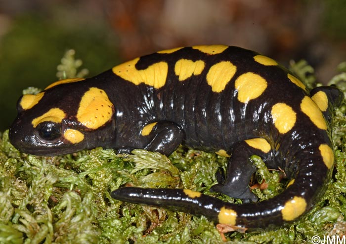 Salamandra corsica : Salamandre de Corse