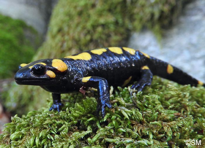 Salamandra corsica : Salamandre de Corse