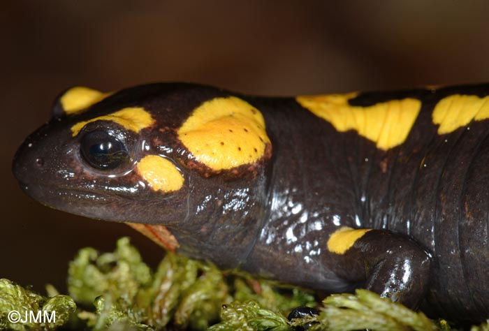 Salamandra corsica : Salamandre de Corse