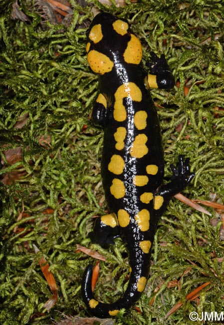 Salamandra corsica : Salamandre de Corse