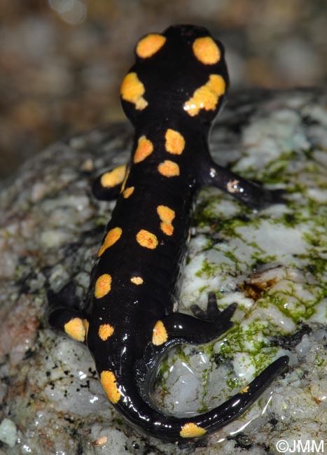 Salamandra corsica : Salamandre de Corse