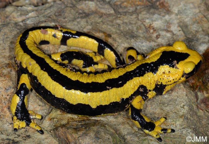 Salamandre tachete fastueuse : Salamandra salamandra fastuosa