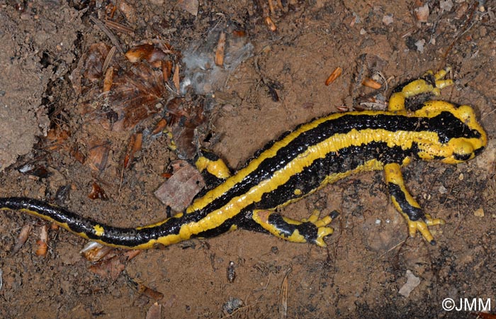 Salamandre tachete fastueuse : Salamandra salamandra fastuosa