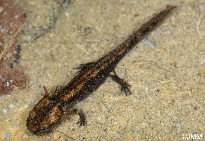 Salamandre tachete fastueuse : larve