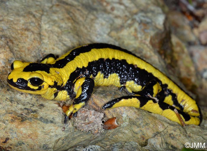 Salamandre tachete fastueuse : Salamandra salamandra fastuosa