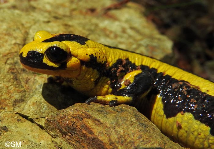 Salamandre tachete fastueuse : Salamandra salamandra fastuosa