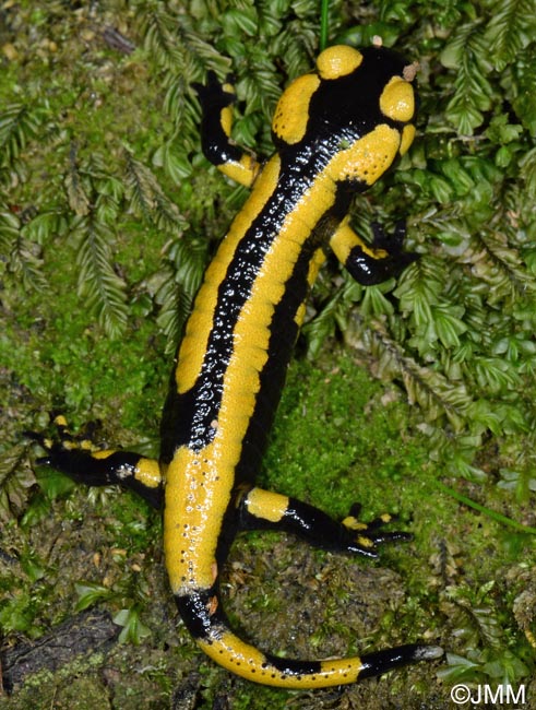 Salamandre tachete fastueuse : juvnile