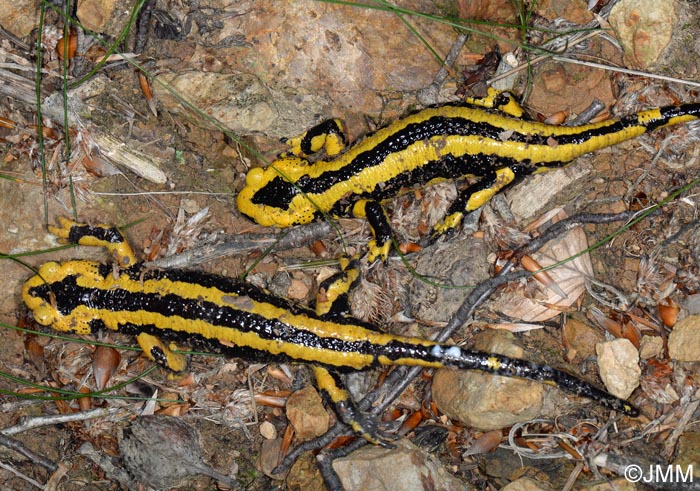 Salamandre tachete fastueuse : Salamandra salamandra fastuosa