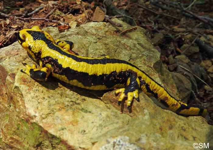 Salamandre tachete fastueuse : Salamandra salamandra fastuosa