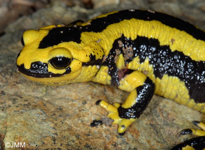 Salamandre tachete fastueuse : Salamandra salamandra fastuosa