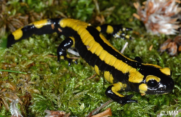 Salamandre tachete fastueuse : Salamandra salamandra fastuosa