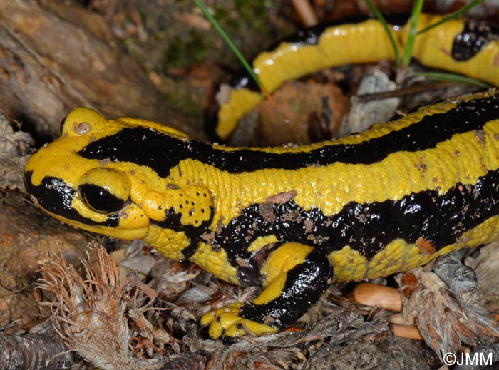 Salamandre tachete fastueuse : Salamandra salamandra fastuosa